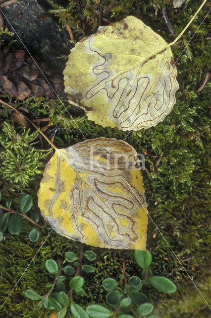 Amerikaanse ratelpopulier (Populus tremuloides)