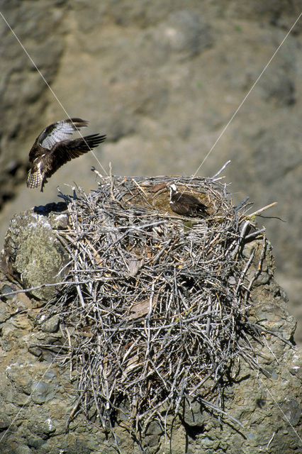 Amerikaanse Visarend (Pandion haliaetus carolinensis)