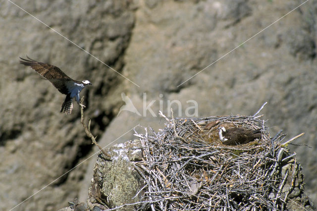 Amerikaanse Visarend (Pandion haliaetus carolinensis)