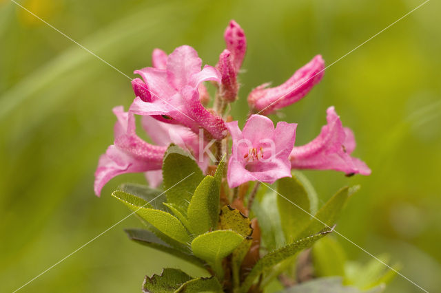 Behaard alpenroosje (Rhododendron hirsutum)