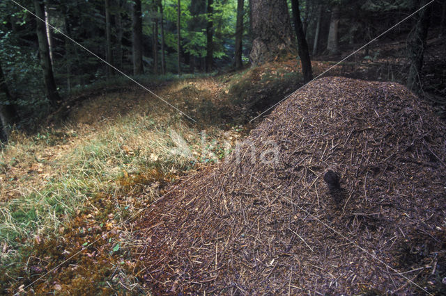 Behaarde rode bosmier (Formica rufa)