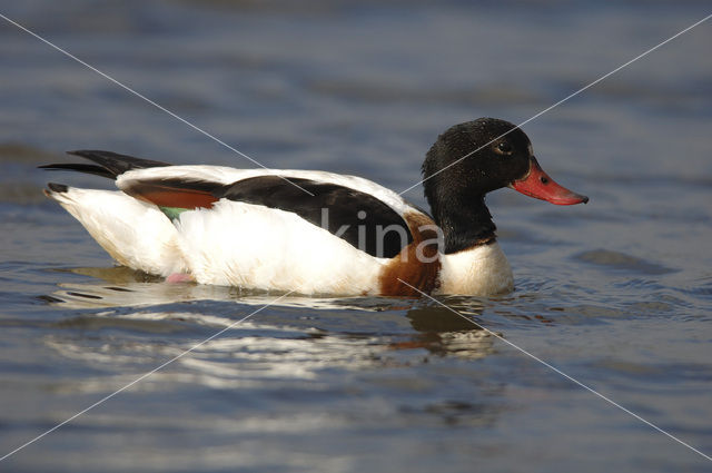 Bergeend (Tadorna tadorna)