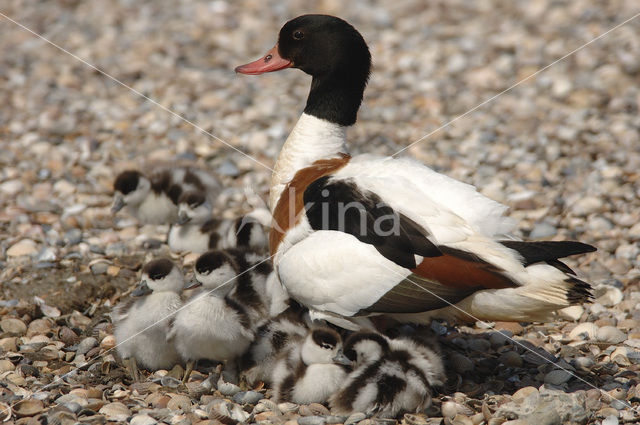 Bergeend (Tadorna tadorna)