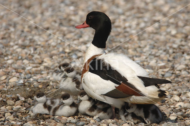 Bergeend (Tadorna tadorna)