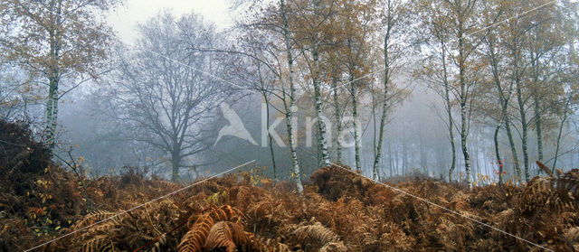 Berk (Betula)