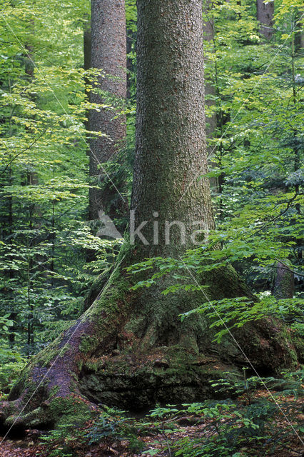 Beech (Fagus sylvatica)