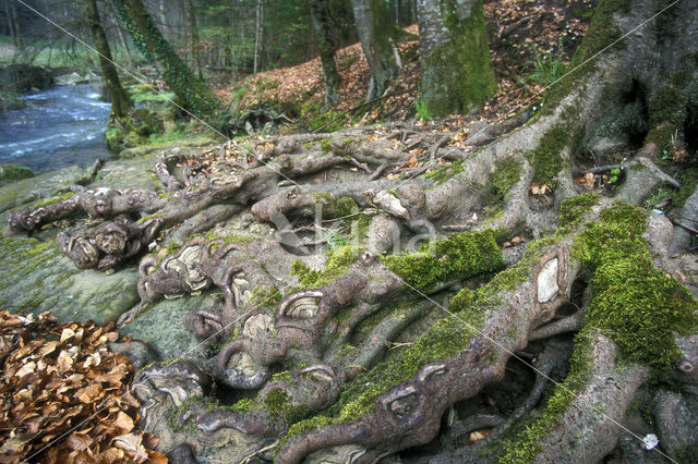 Beuk (Fagus sylvatica)