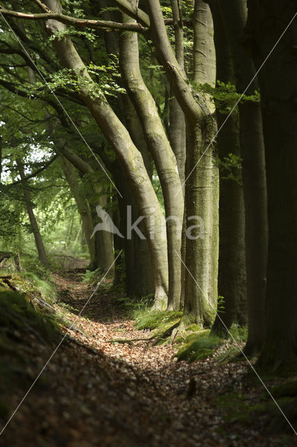 Beech (Fagus sylvatica)