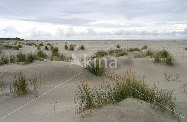 Biestarwegras (Elytrigia juncea subsp. boreoatlantica)