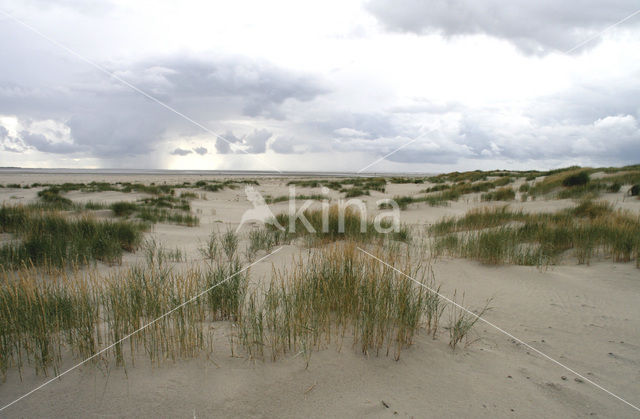 Biestarwegras (Elytrigia juncea subsp. boreoatlantica)