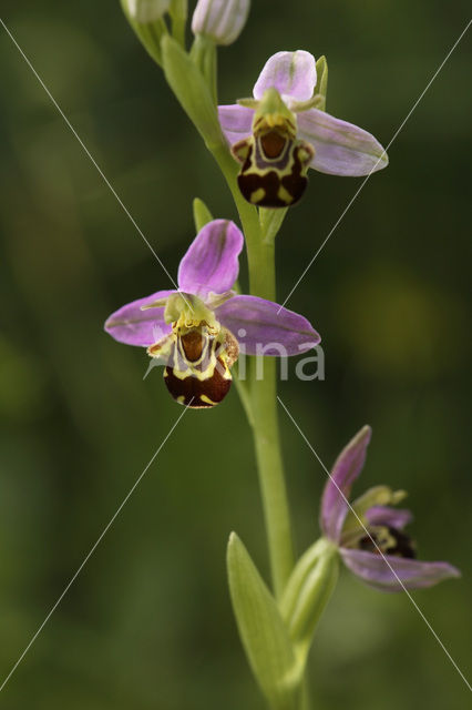 Bijenorchis (Ophrys apifera)