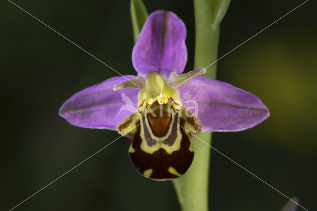 Bijenorchis (Ophrys apifera)