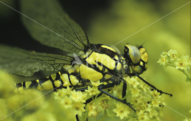 Blauwe glazenmaker (Aeshna cyanea)