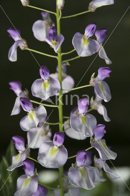 Blauwe regen (Wisteria sinensis)