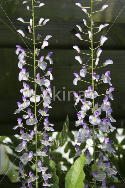 Blauwe regen (Wisteria sinensis)