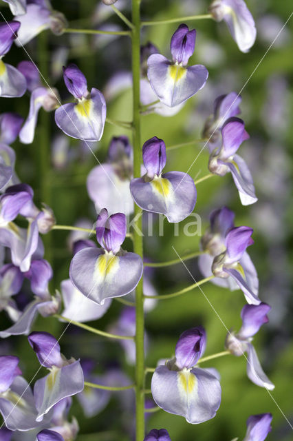 Blauwe regen (Wisteria sinensis)