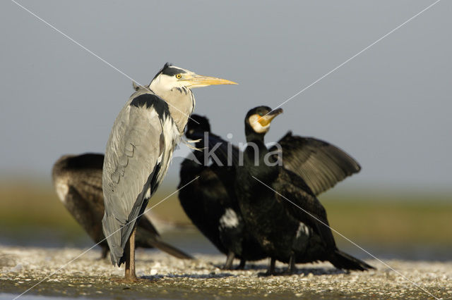 Blauwe Reiger (Ardea cinerea)