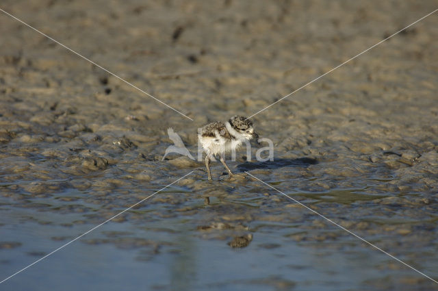 Bontbekplevier (Charadrius hiaticula)