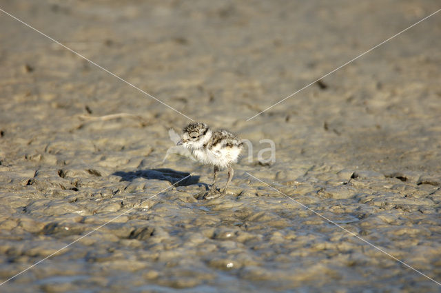 Bontbekplevier (Charadrius hiaticula)