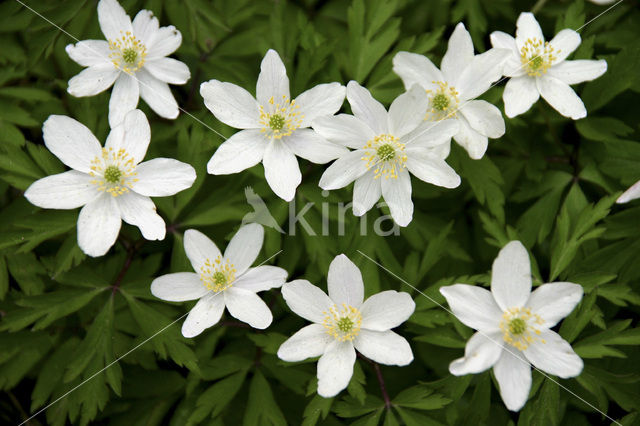 Bosanemoon (Anemone nemorosa)