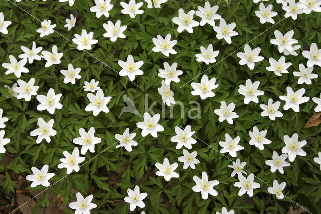 Bosanemoon (Anemone nemorosa)