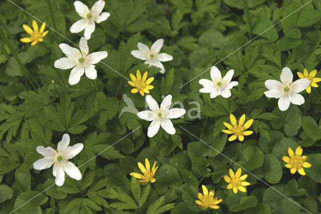 Bosanemoon (Anemone nemorosa)