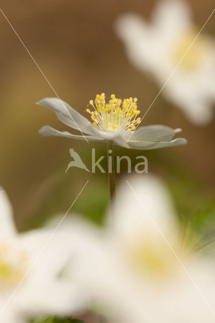 Bosanemoon (Anemone nemorosa)