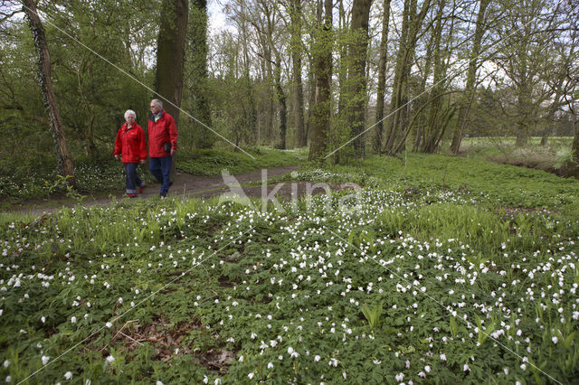 Bosanemoon (Anemone nemorosa)