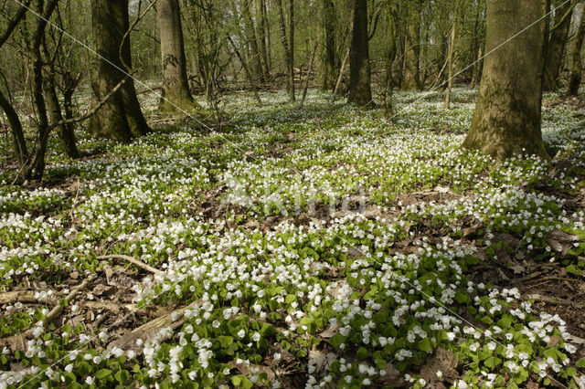 Bosanemoon (Anemone nemorosa)