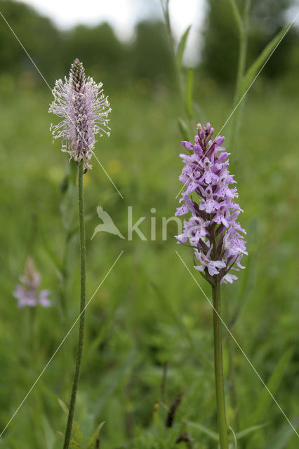 Bosorchis (Dactylorhiza fuchsii)