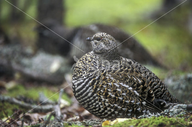 Bossneeuwhoen (Dendragapus canadensis)