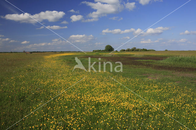 Boterbloem (Ranunculus)