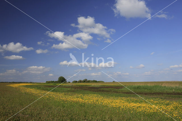 Buttercup (Ranunculus)