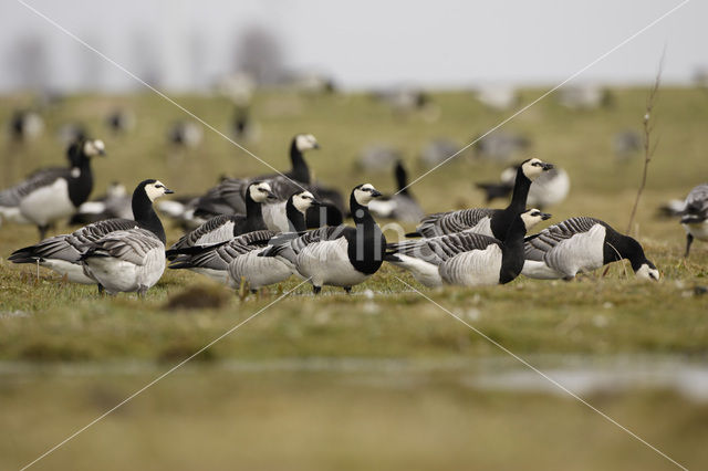 Brandgans (Branta leucopsis)