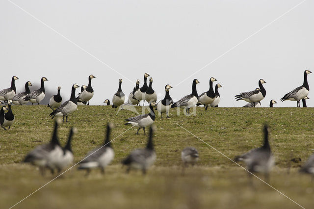 Brandgans (Branta leucopsis)