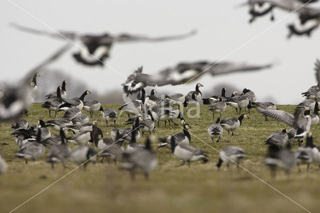 Brandgans (Branta leucopsis)