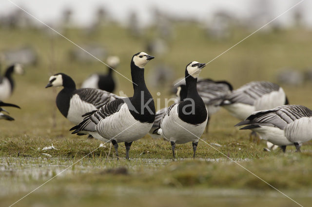 Brandgans (Branta leucopsis)