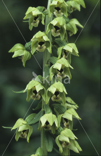 Broad-leaved Helleborine (Epipactis helleborine)