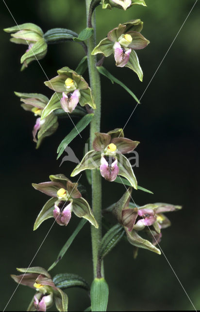 Brede wespenorchis (Epipactis helleborine)