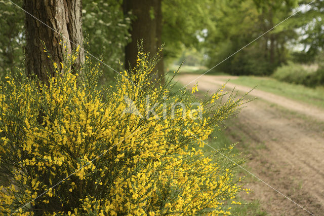 Brem (Cytisus scoparius)