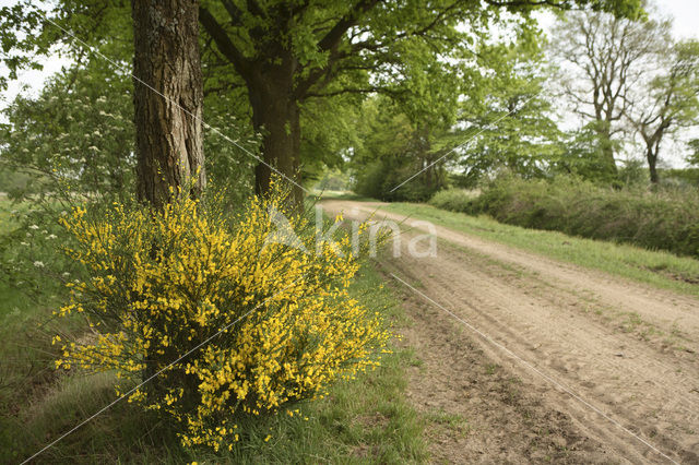 Brem (Cytisus scoparius)