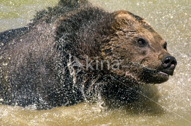 Bruine beer (Ursus arctos)