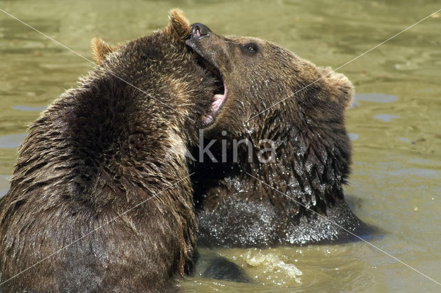 Bruine beer (Ursus arctos)