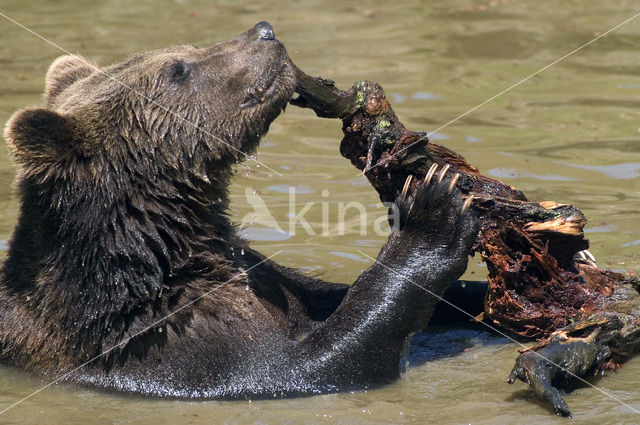 Bruine beer (Ursus arctos)