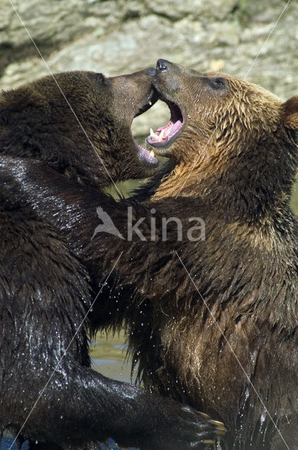 Bruine beer (Ursus arctos)