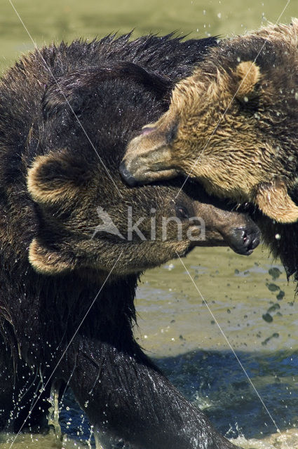 Bruine beer (Ursus arctos)