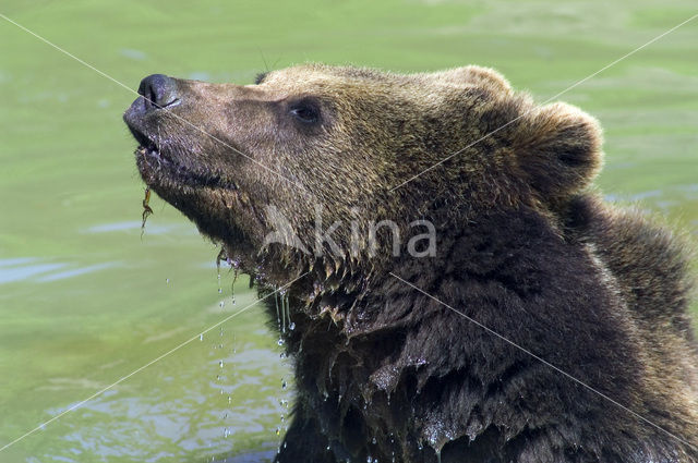 Bruine beer (Ursus arctos)