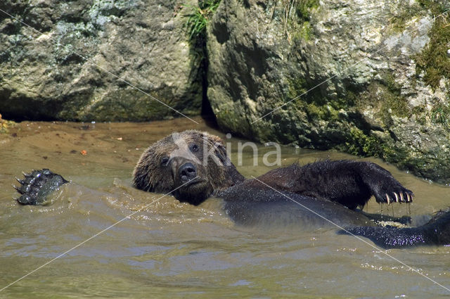 Bruine beer (Ursus arctos)