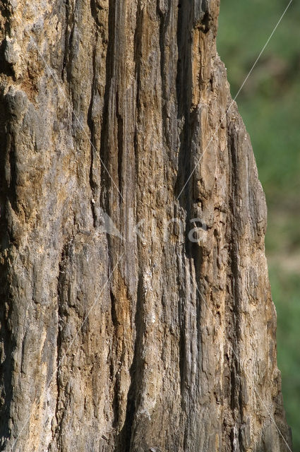 Bruine beer (Ursus arctos)