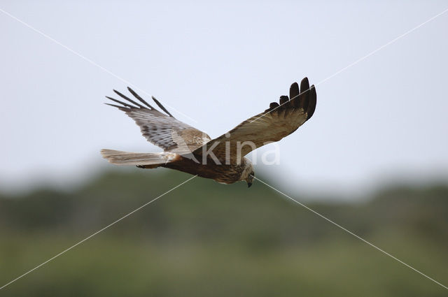 Bruine Kiekendief (Circus aeruginosus)